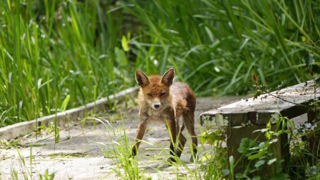 © Tom Moulton A fox in Dacres Wood © Tom Moulton
