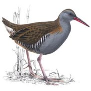 Water Rail Water Rail