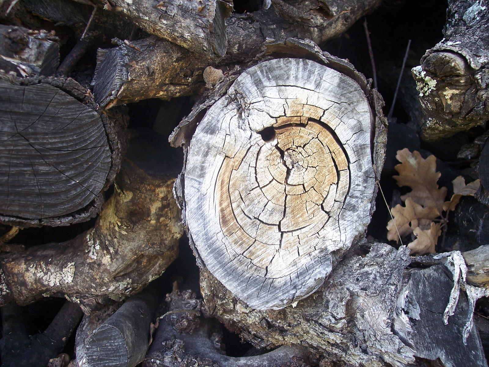 A dead wood pile is great for invertebrates 