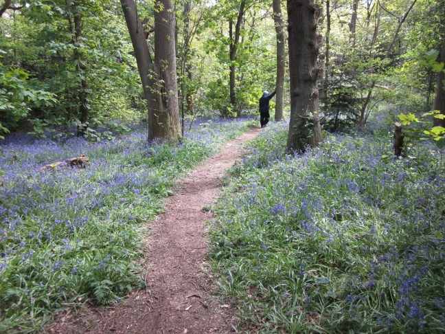 ©JLK Bluebells in Beckenham Place Park