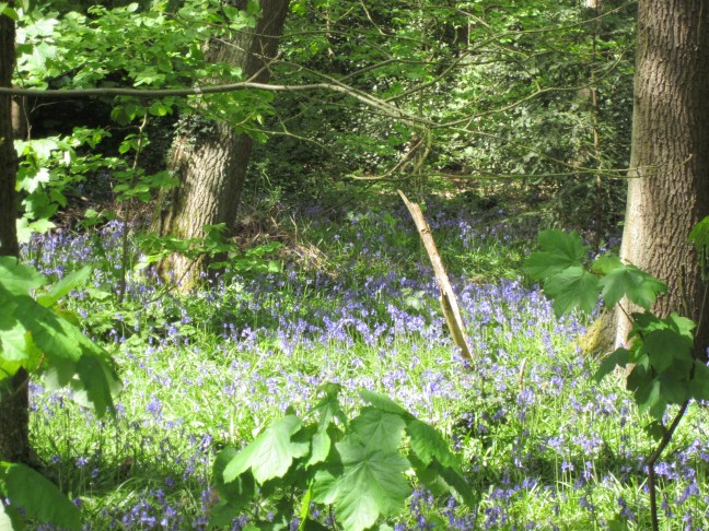 The smell of the Bluebells was amazing