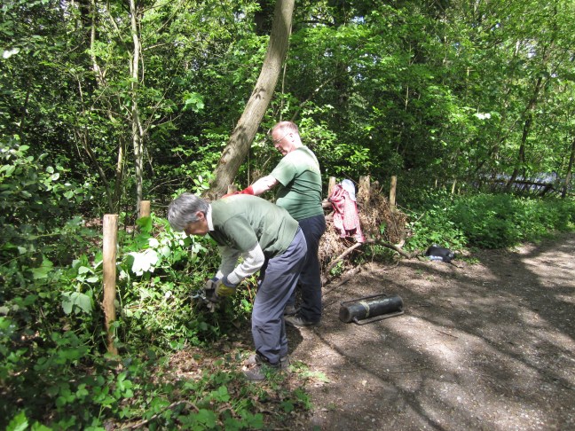 Weaving brambles and branches in to the hedge