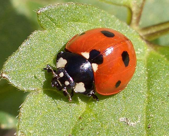 adybird ©FreeImages.com/Tatjana Ch