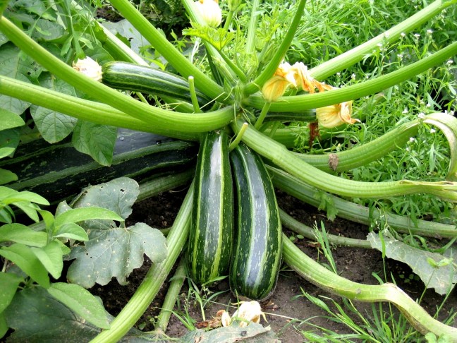 zucchini/courgette ©FreeImages.com/Michael and Christa Richert