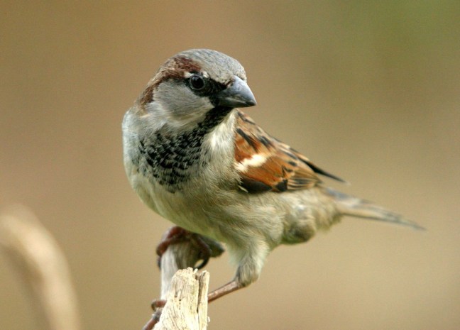 House sparrow ©FreeImages.com/Michael Somsen