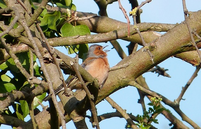 Chaffinch singing Catford bridge P1040531