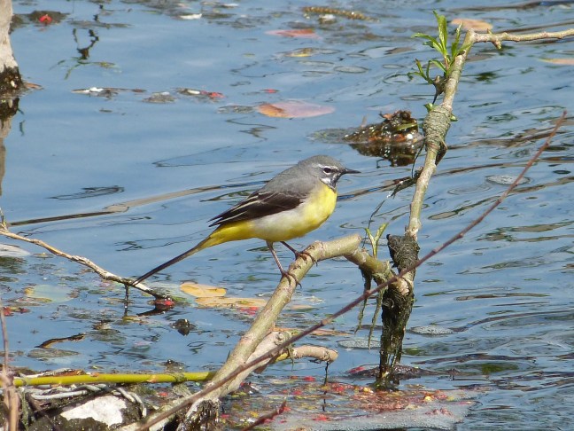 Grey Wagtail at cornmill Gardens