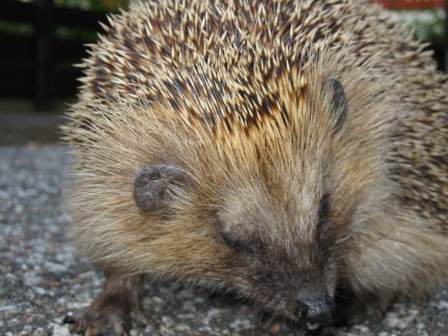 ©FreeImages.com/Mattias Tengblad