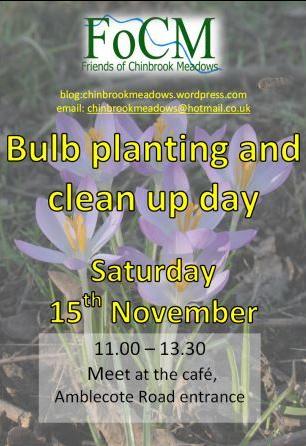 Chinbrook bulb nov14