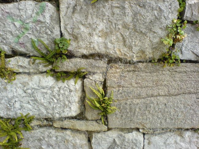 wall ©FreeImages.com