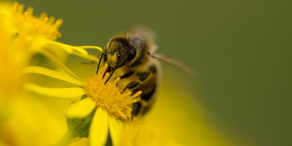 Honey Bee on ragwort (Daniel Greenwood)