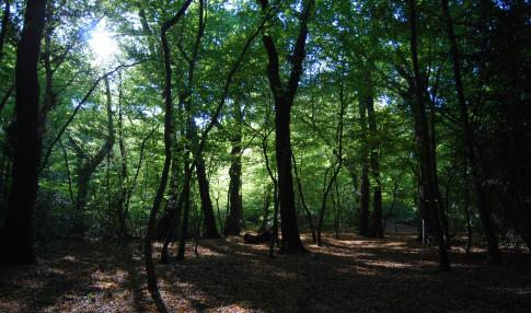Sydenham Hill and Dulwich Woods (Daniel Greenwood)