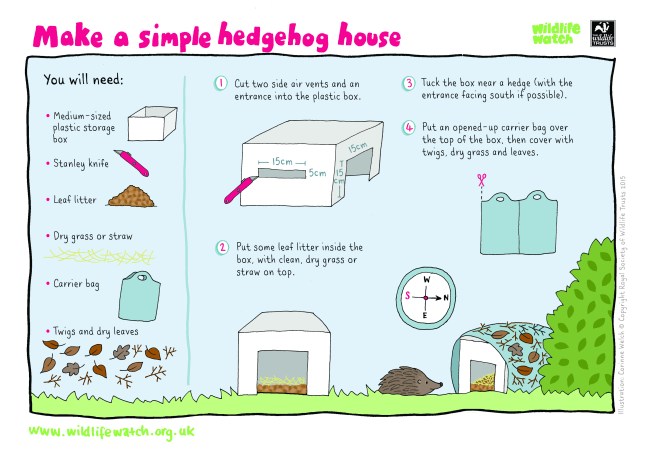 Create a home for hedgehogs