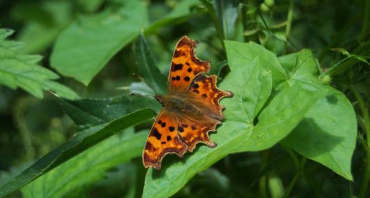 Comma © Daniel Greenwood