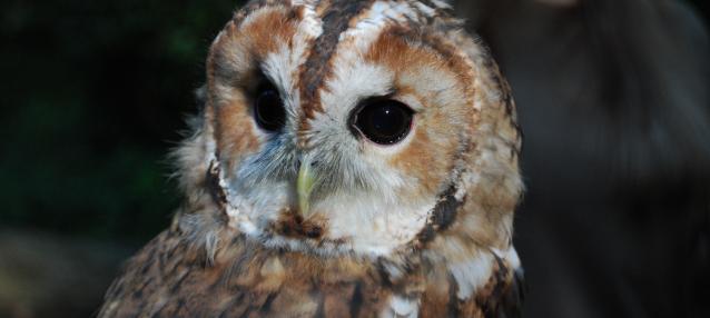 Tawny Owl © Daniel Greenwood