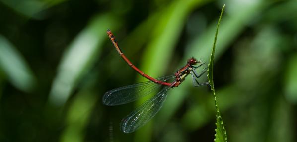 Large Red Damselfly © Daniel Greenwood