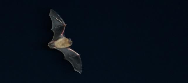 Pipistrelle bat © London Wildlife Trust