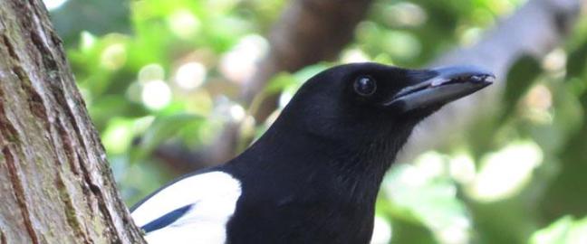 Magpie in Sydenham Hill Wood © John Walsh
