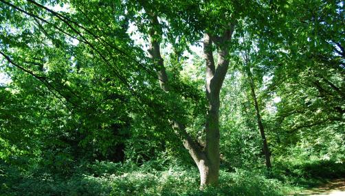 Sydenham Hill Wood © London Wildlife Trust