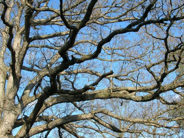 Old oak tree ©FreeImages.com Julie Brummett