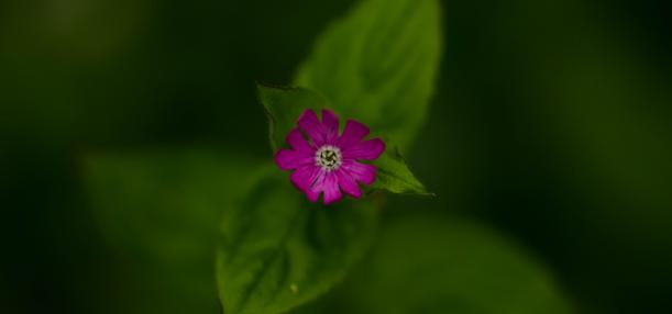 Red Campion ©Daniel Greenwood