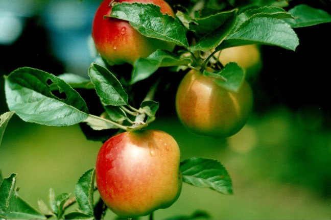 ©Freeimages.com Joanna Kopik