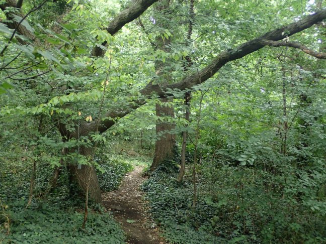 New Cross Cutting woodland.jpg