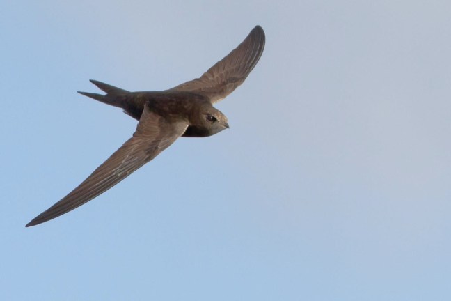 Swift © Roger Wyatt