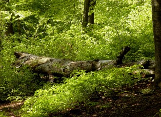 Photo by John Nyberg from FreeImages