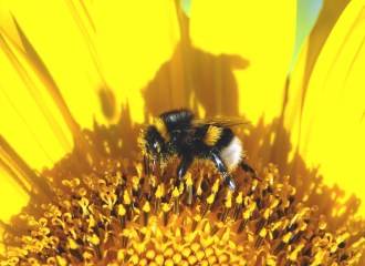 Photo by MARIE JEANNE Iliescu from FreeImages