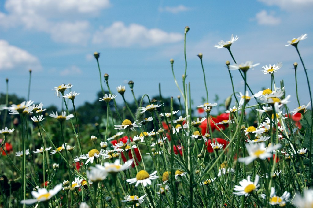 Photo by mn-que from FreeImages