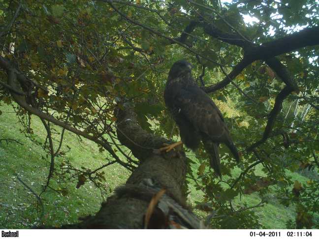 Buzzard @Deonshire Road by Nigel Kersey