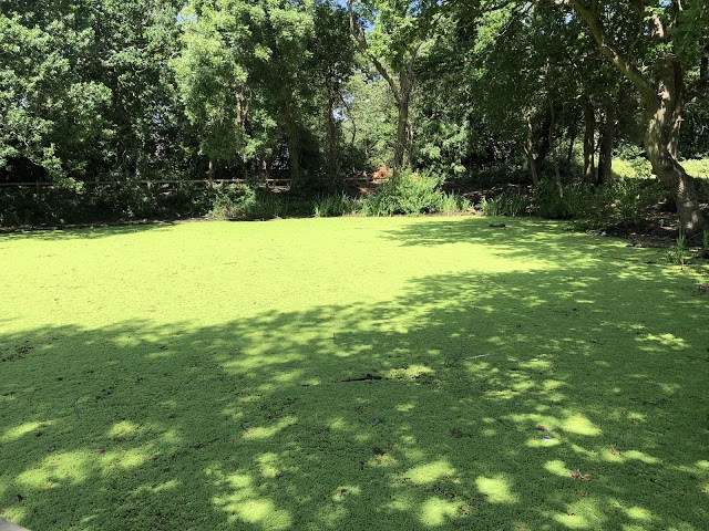 Beckenham-Azolla (Copywrite Ebsford Environmental)
