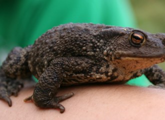 Toad © Jess Kyle