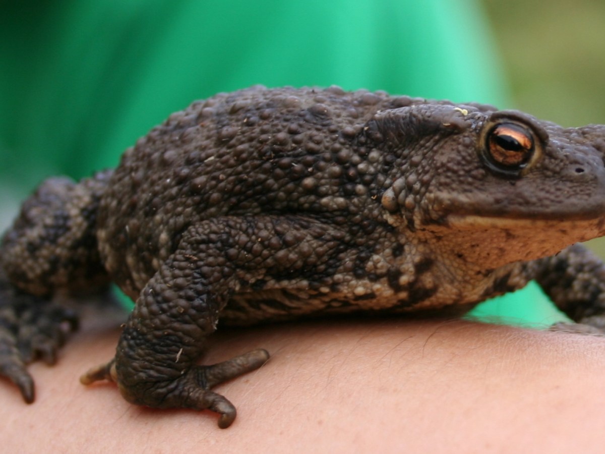 London’s Local Nature Recovery Strategy is now&nbsp;live