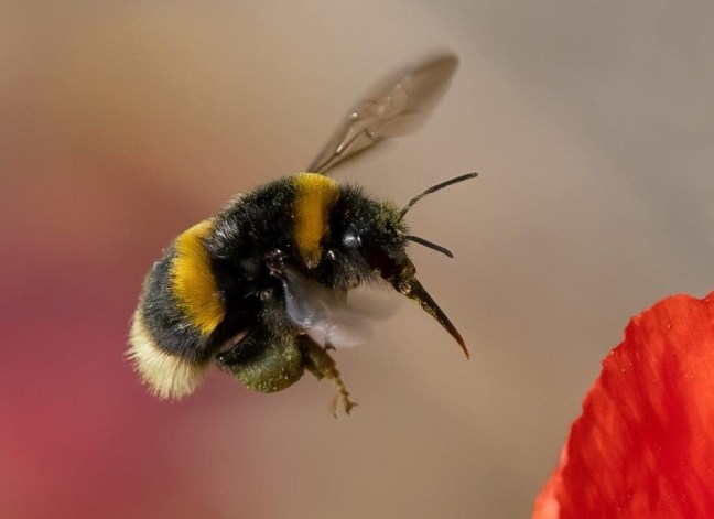 Image: Buff-tailed bumble Bee © Kate Jaconello