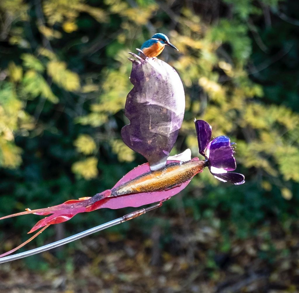 To Move is To Bloom, in Manor House Gardens (photo by Kevin Percival).