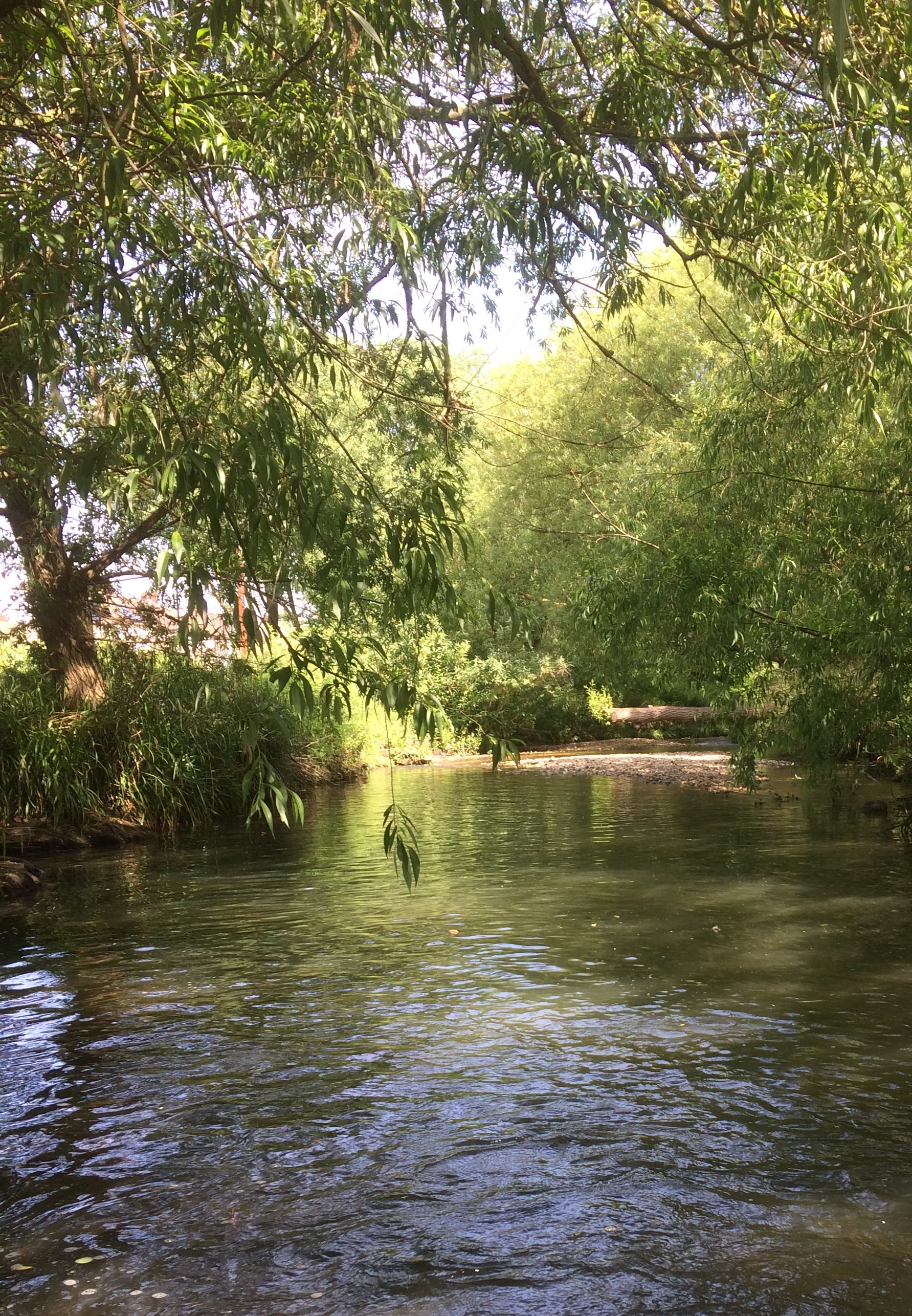 A river with trees either side