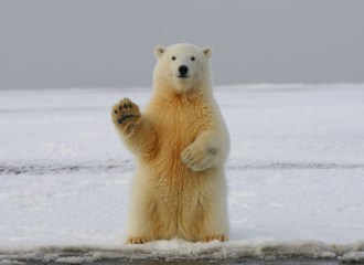 Polar bear